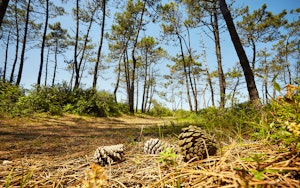 Bois de Saint-Jean