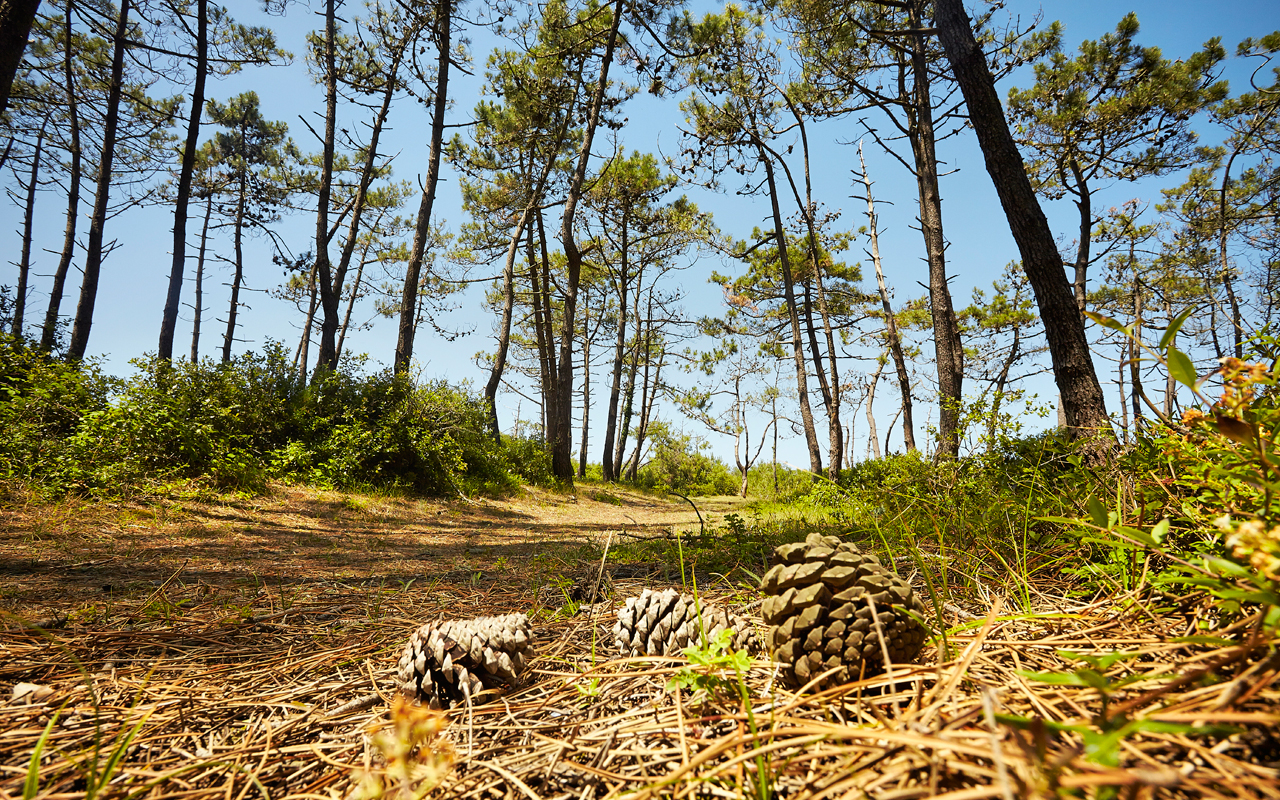 Bois de Saint-Jean
