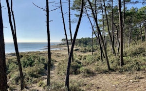 Bois du Veillon