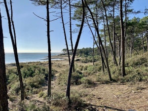Bois du Veillon