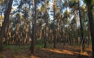 Bois Saint-Hubert