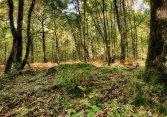 Near Brissac-Quincé
