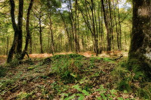 Autour de Brissac-Quincé