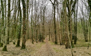 Étang de Cornesse