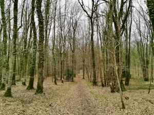 Étang de Cornesse