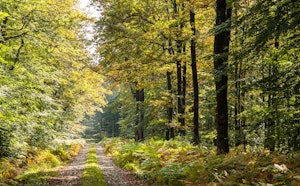 Forêt de Bercé