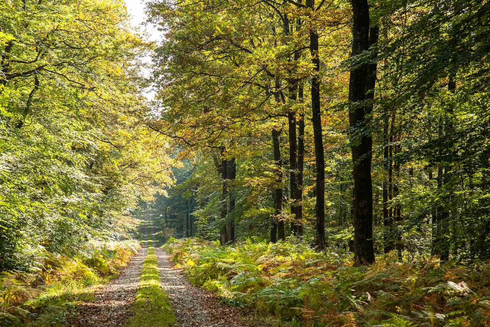 Forêt de Bercé