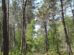 Forêt de Chambiers