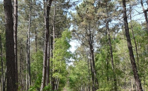 Forêt de Chambiers