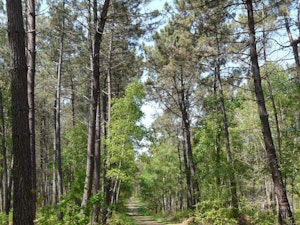 Forêt de Chambiers