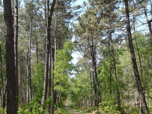 Forêt de Chambiers