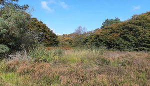 Forêt de Multonne and Mont des Avaloirs