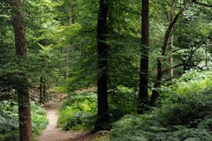 Long Trail in Forêt de Perseigne