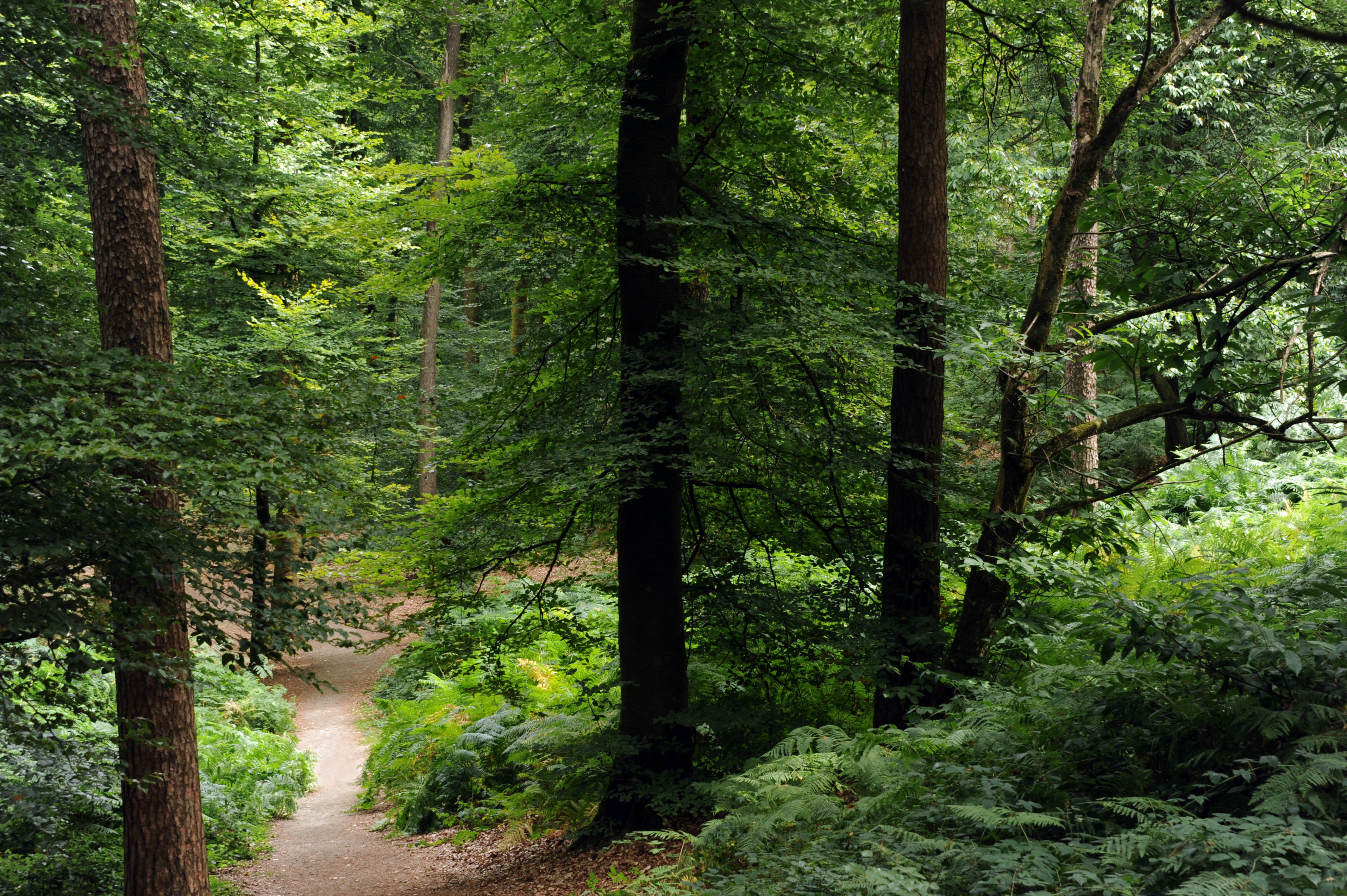 Grande boucle en forêt de Perseigne
