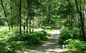Est de la forêt de Sillé-le-Guillaume