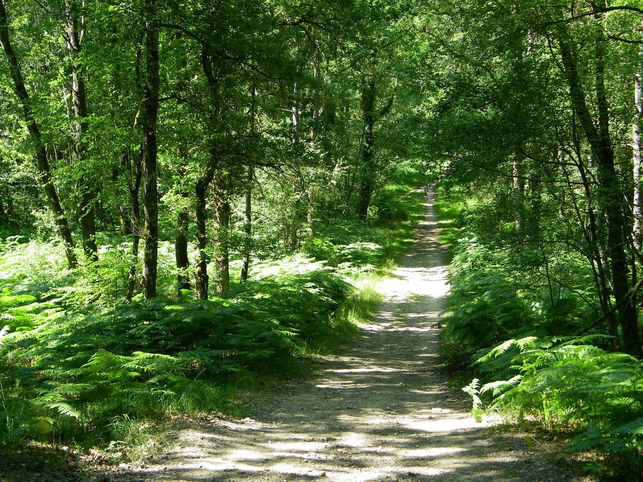 East of Forêt de Sillé-le-Guillaume