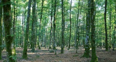 Forêt de Perseigne