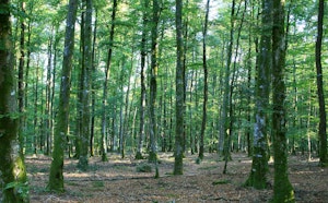 Forêt de Perseigne