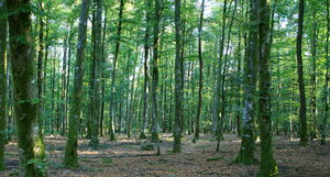 Forêt de Perseigne