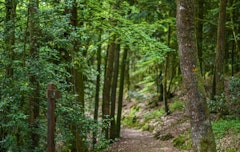 West of Forêt de Sillé-le-Guillaume