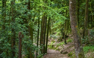 Ouest de la forêt de Sillé-le-Guillaume