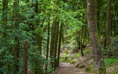 West of Forêt de Sillé-le-Guillaume