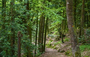 Ouest de la forêt de Sillé-le-Guillaume