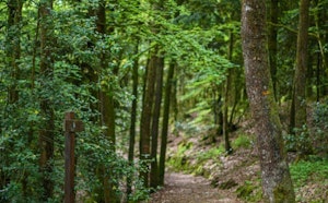 Grand Étang et bois de l’Orthe