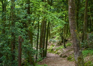 Grand Étang et bois de l’Orthe