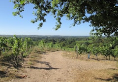 Hills of Savennières