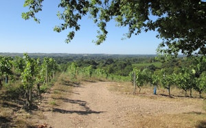 Coteaux de Savennières