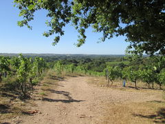 Hills of Savennières