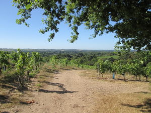 Coteaux de Savennières