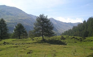 Forêt du Grand Vallon