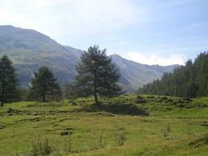 Forêt du Grand Vallon