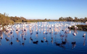 Parc ornithologique de Pont de Gau