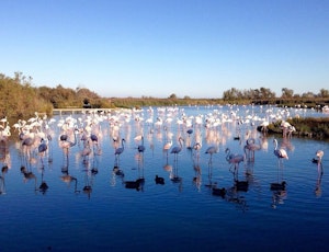 Parc ornithologique de Pont de Gau