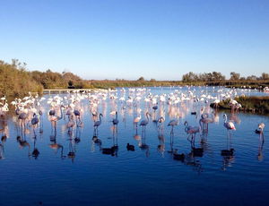 Parc ornithologique de Pont de Gau