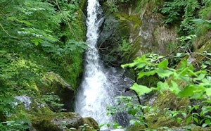 Devil's Glen Wood