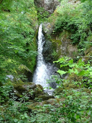 Devil's Glen Wood 