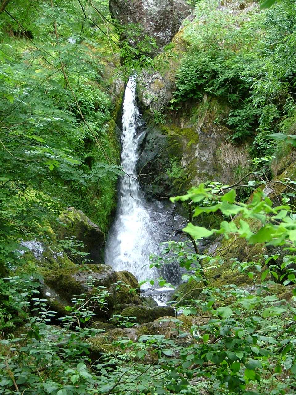 Devil's Glen Wood 