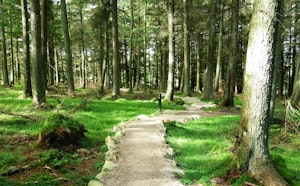 Cruagh Wood Loop
