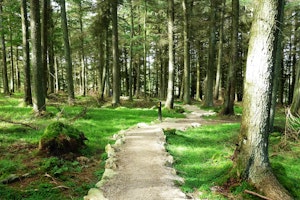 Cruagh Wood Loop