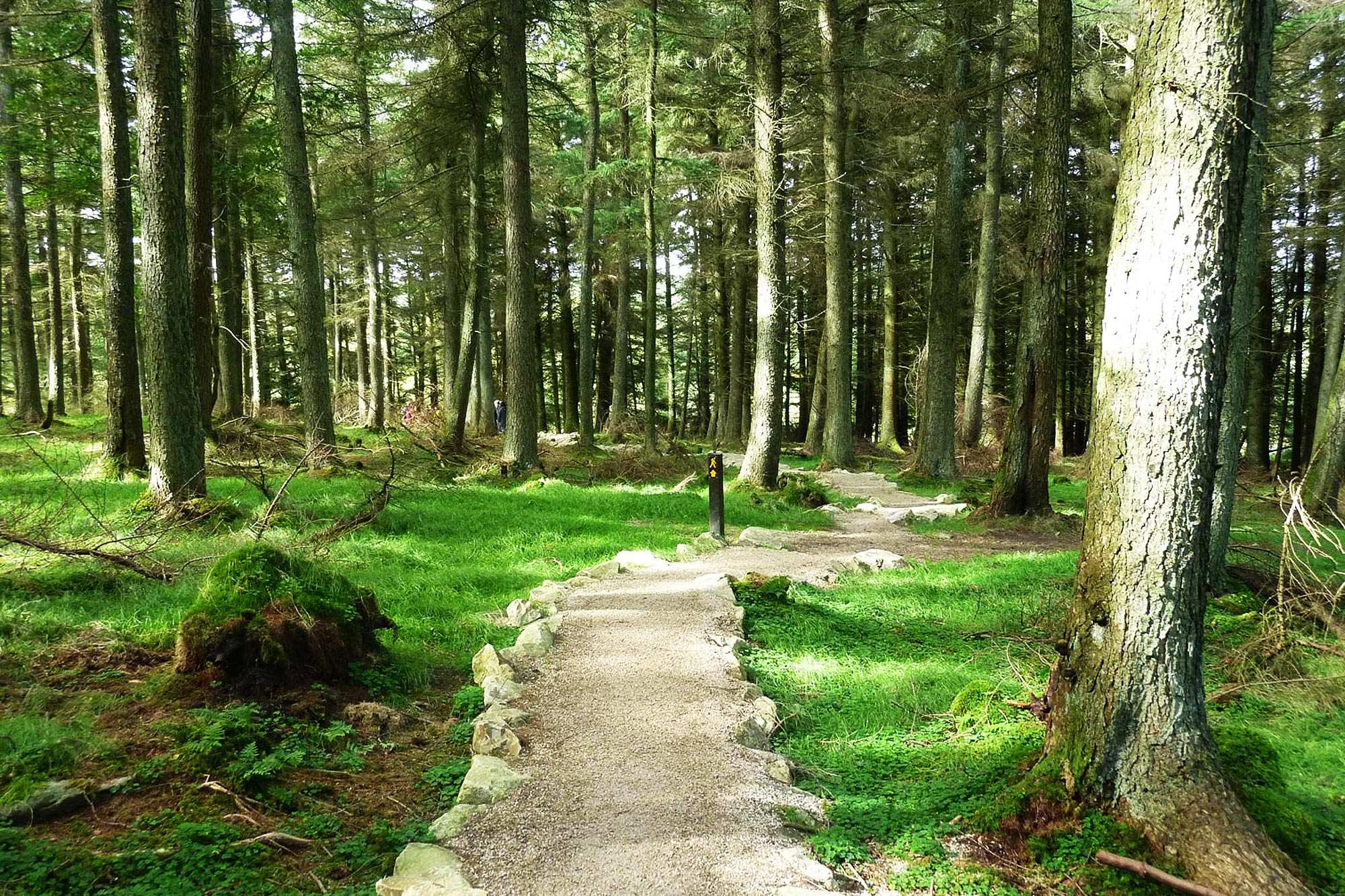 Cruagh Wood Loop