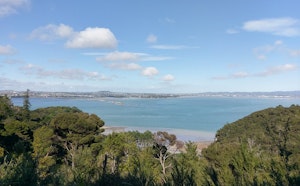 Kauri Point Centennial Path Loop