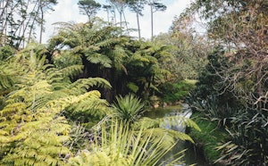 Puhinui Stream Forest Trail