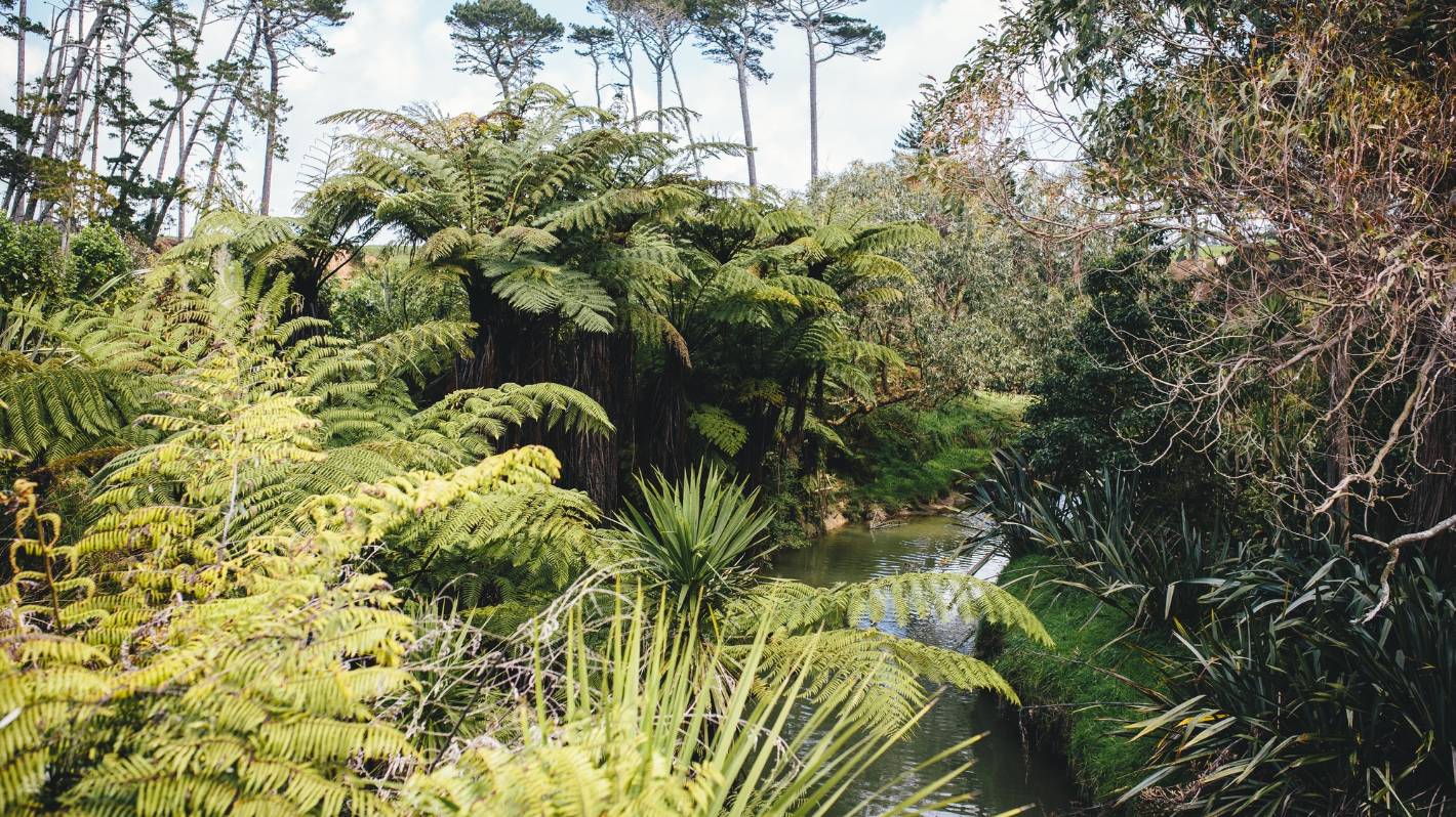 Puhinui Stream Forest Trail