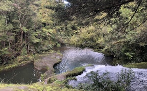 Upper Nihotupu Walk