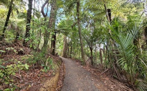Wairoa Loop Track and Suspension Bridge Track