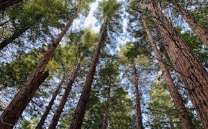 Redwood Quarry Loop Track